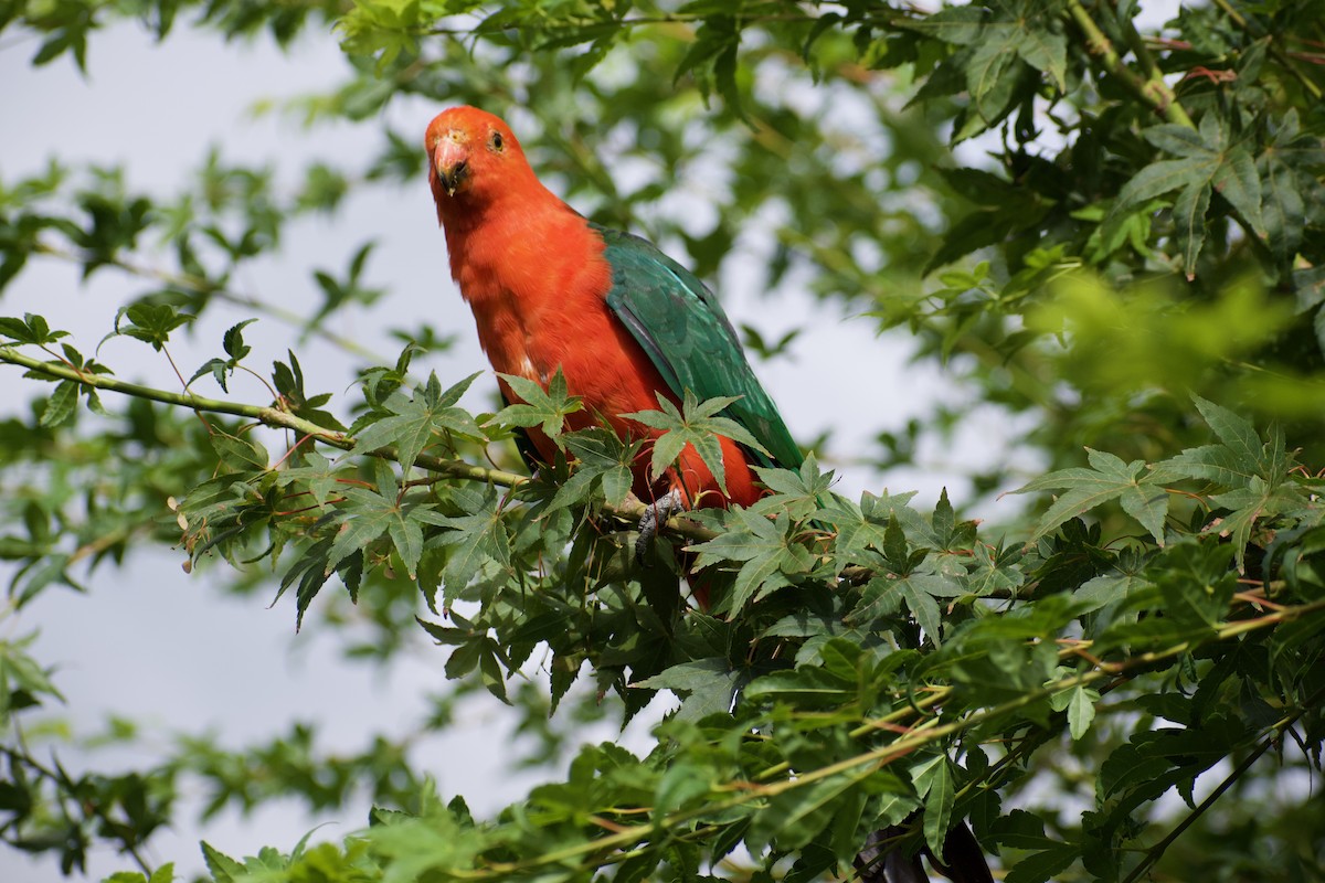 Australian King-Parrot - Lance Rathbone