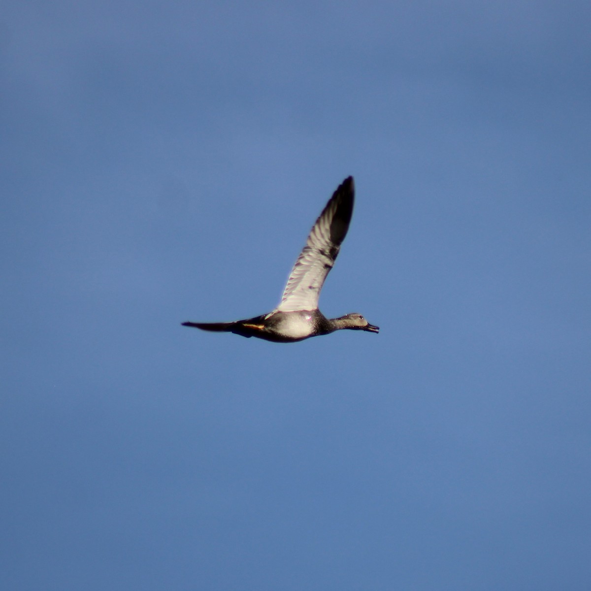 Gadwall - ML543536721