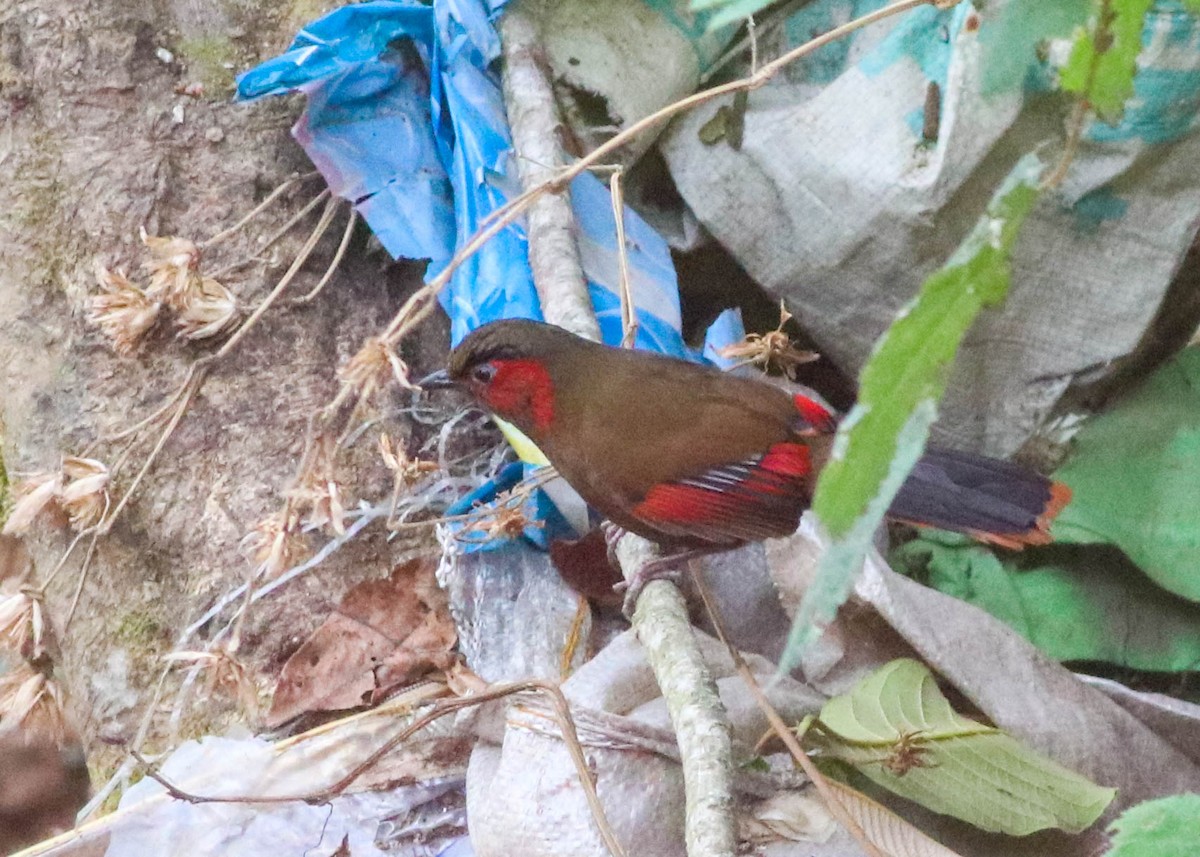 Red-faced Liocichla - ML543537351