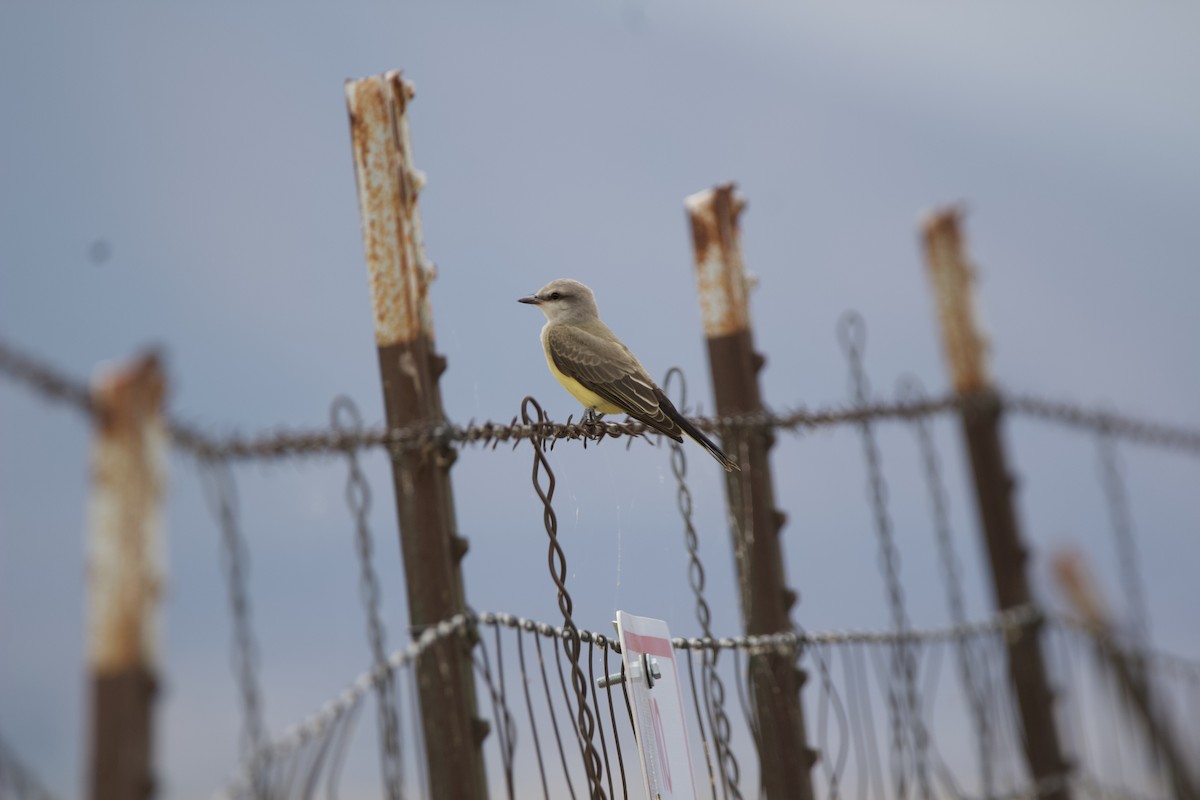 Western Kingbird - ML543537721