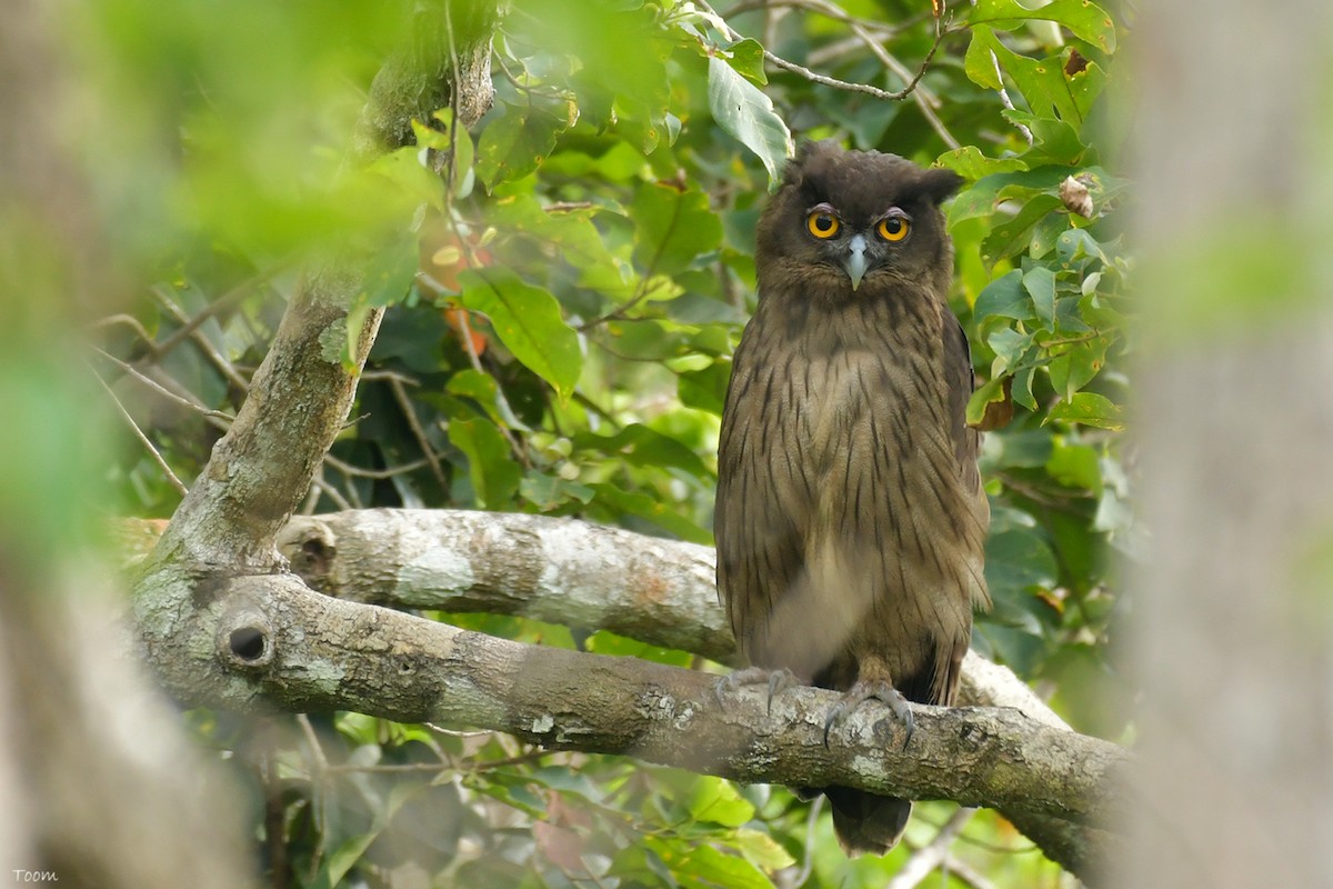 Dusky Eagle-Owl - ML543537921