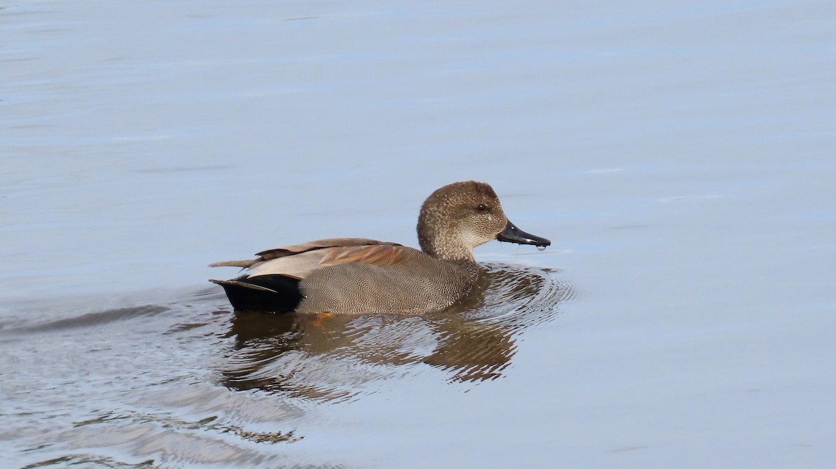 Gadwall - ML543538121