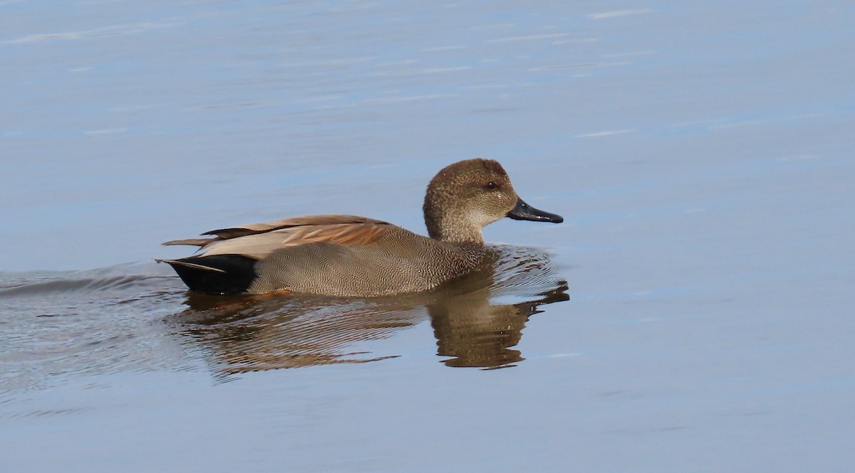 Gadwall - Petra Clayton