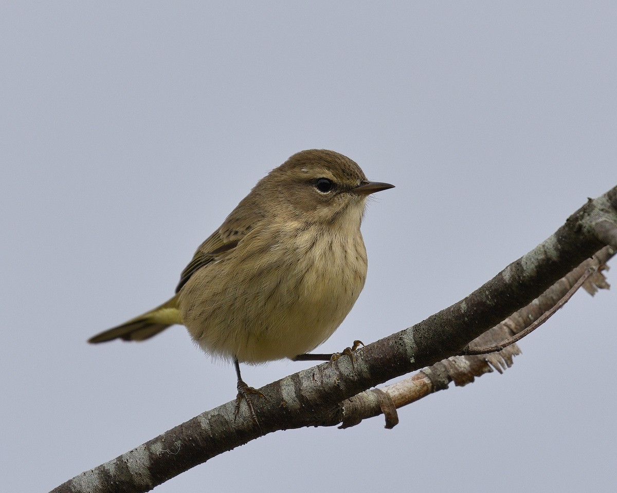 Palm Warbler - ML543538531