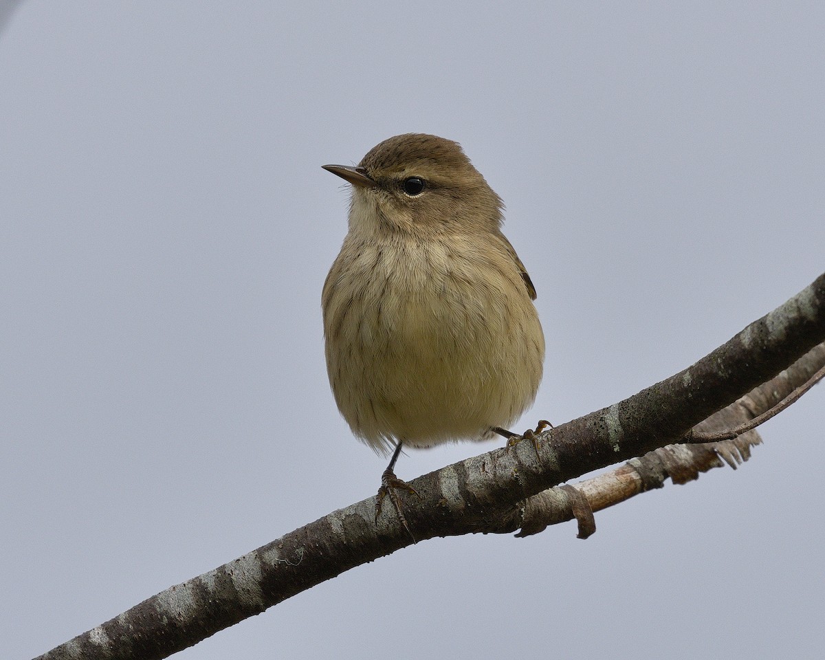 Palm Warbler - ML543538541