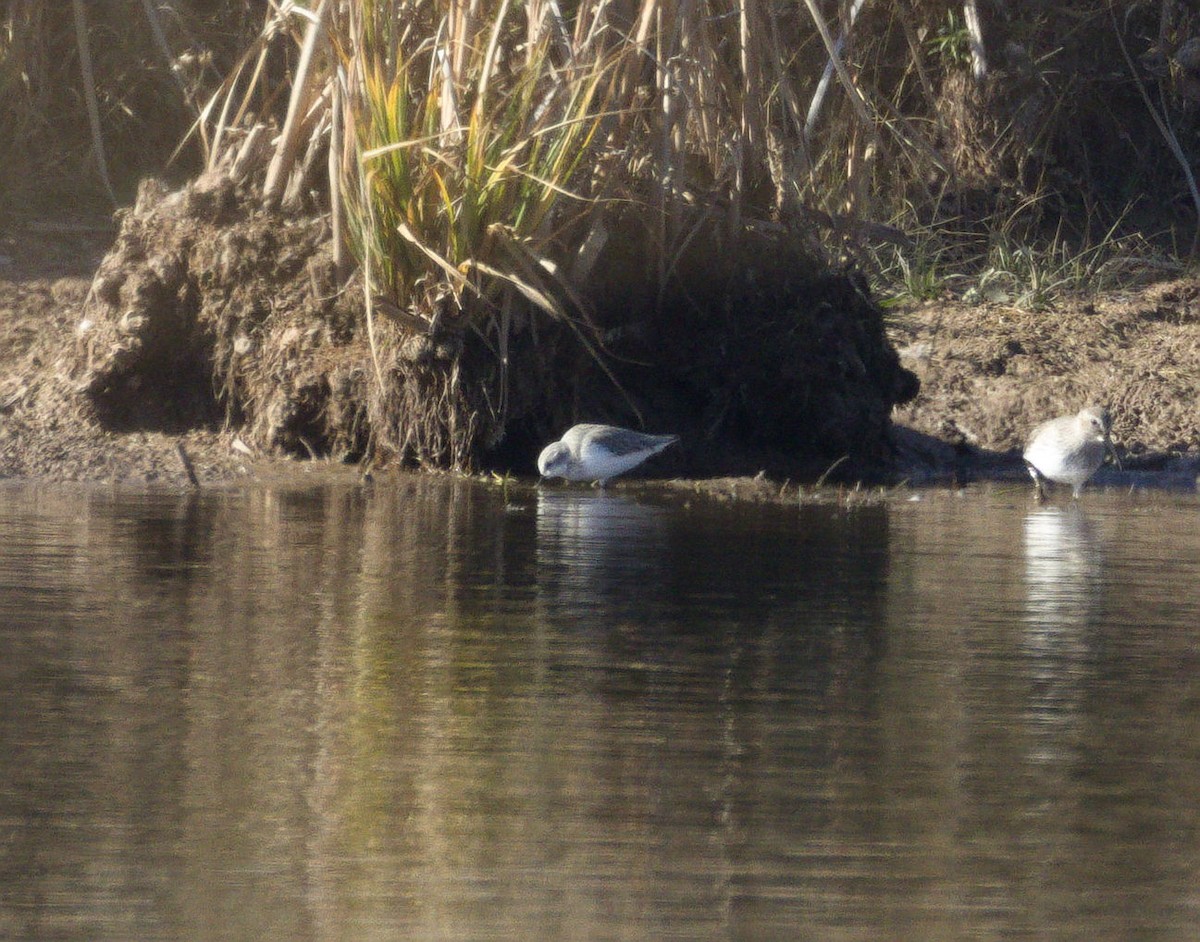 beringsnipe - ML543539571