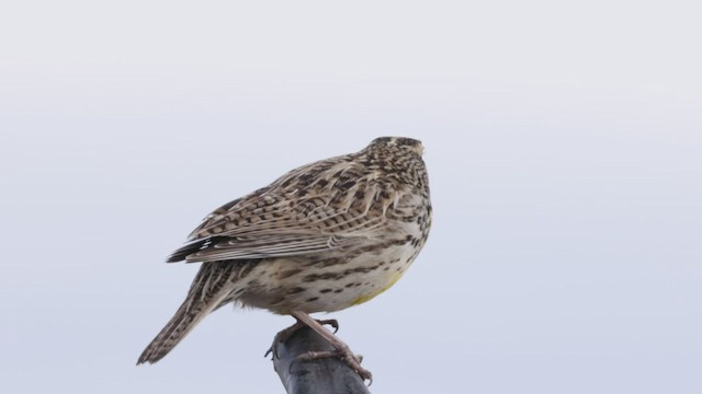 Western Meadowlark - ML543540031