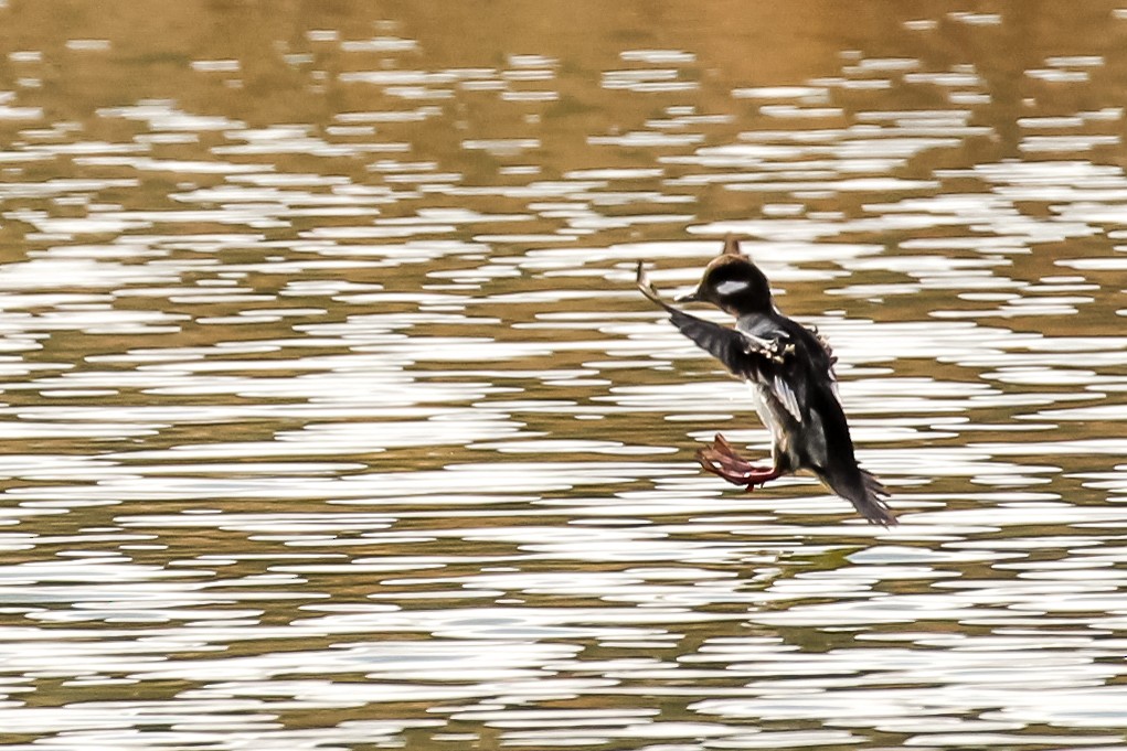 Bufflehead - ML543540151