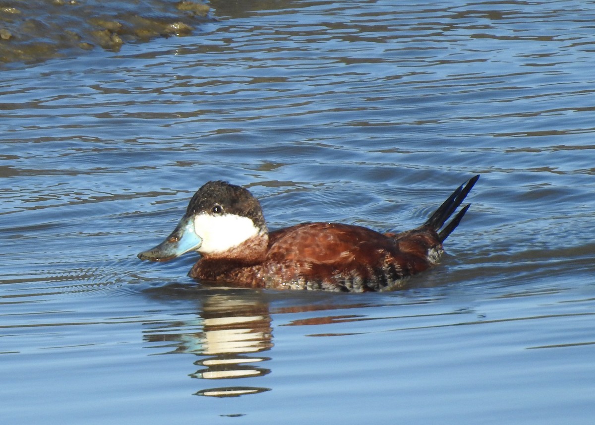 Ruddy Duck - ML543540641