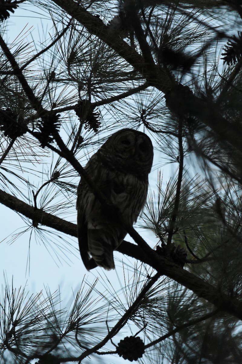 Barred Owl - ML543540891