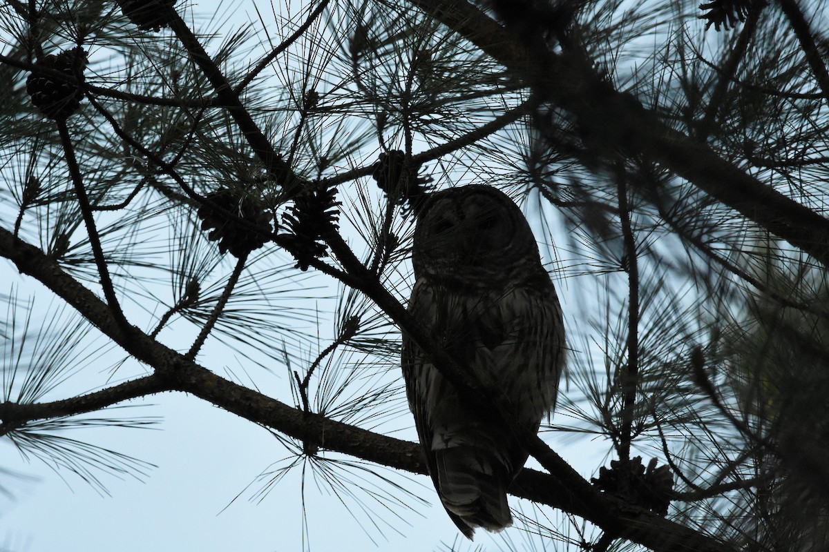 Barred Owl - ML543540901