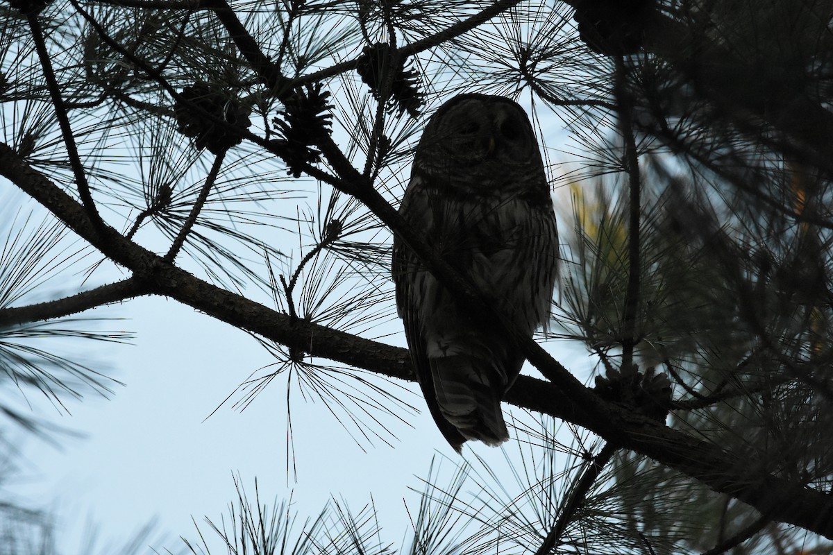 Barred Owl - ML543540911