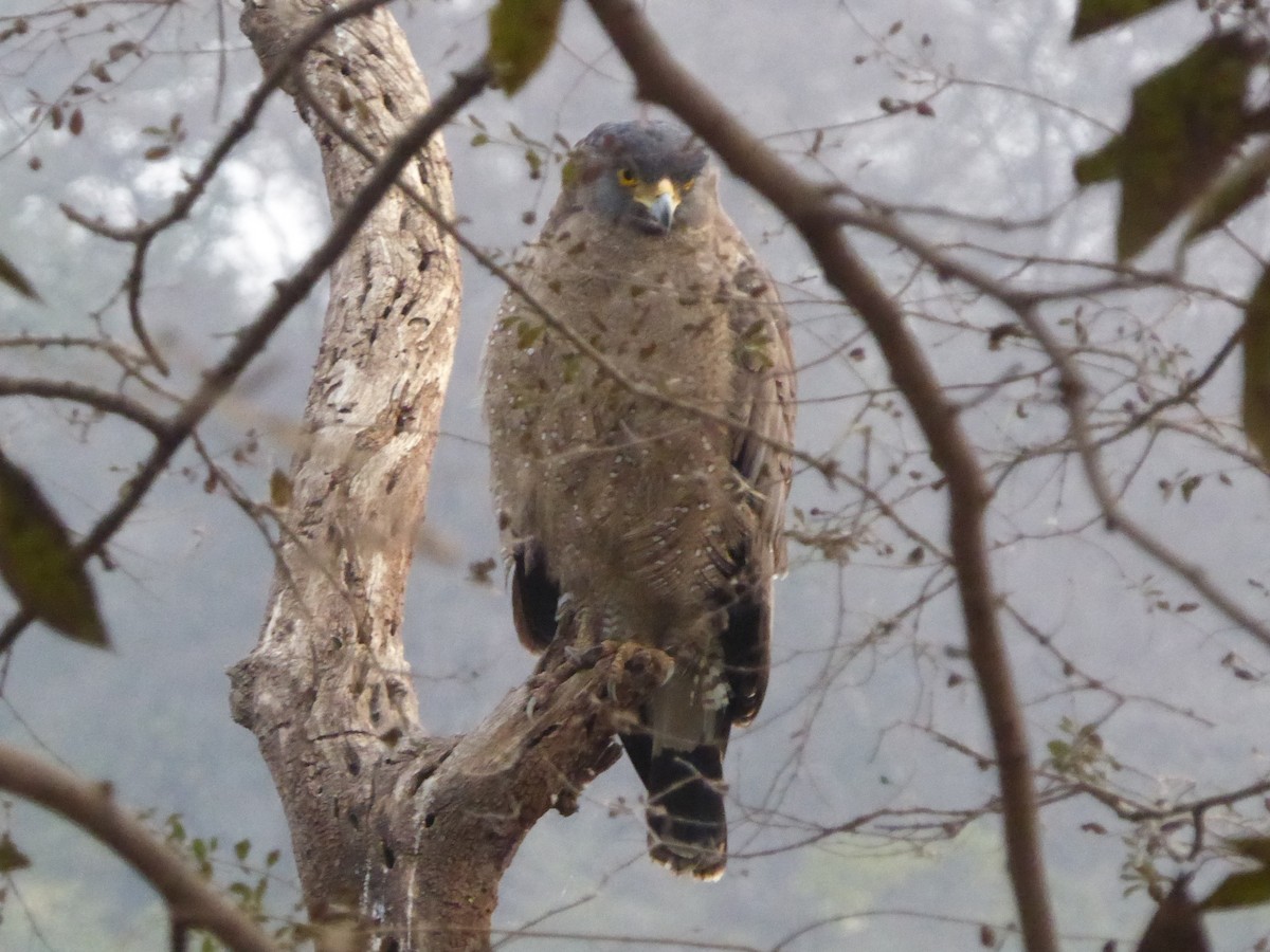 Crested Serpent-Eagle - ML543542031