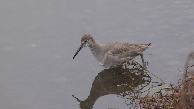 Willet (Western) - ML543542381