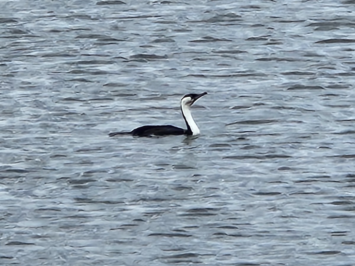 Black-faced Cormorant - ML543542941