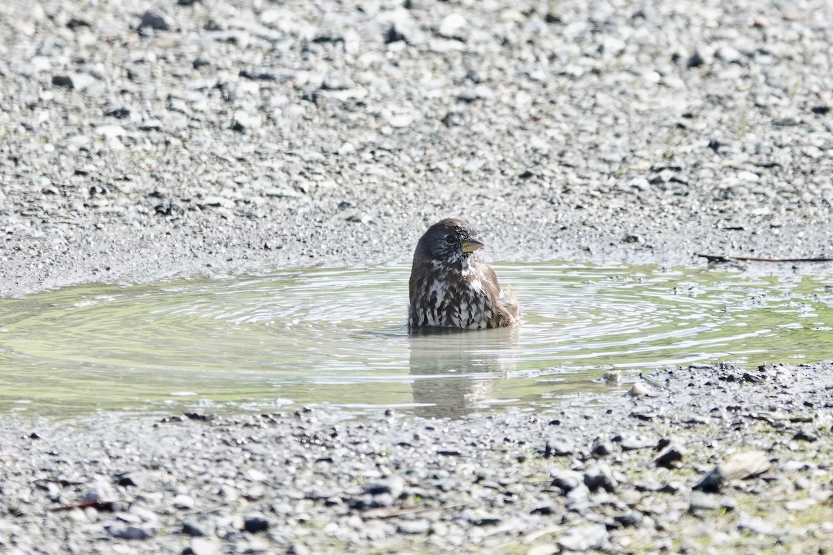 Fox Sparrow - ML543543611