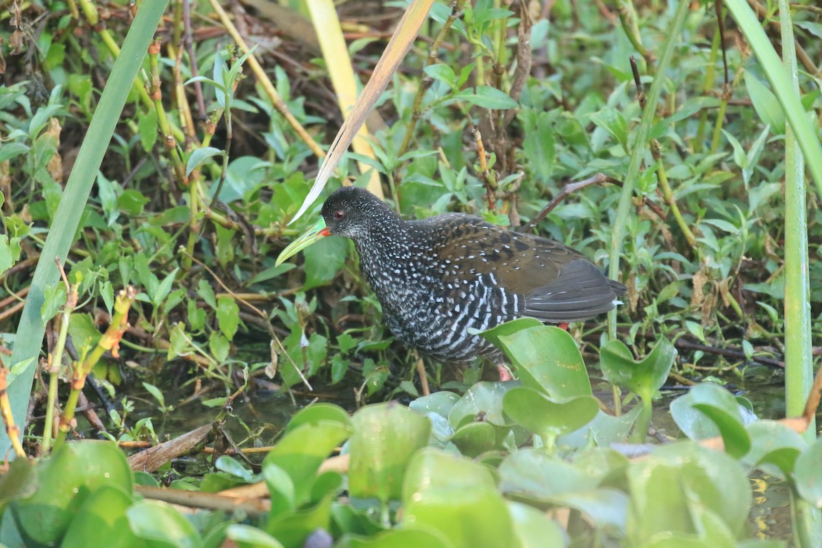 Spotted Rail - ML543543901