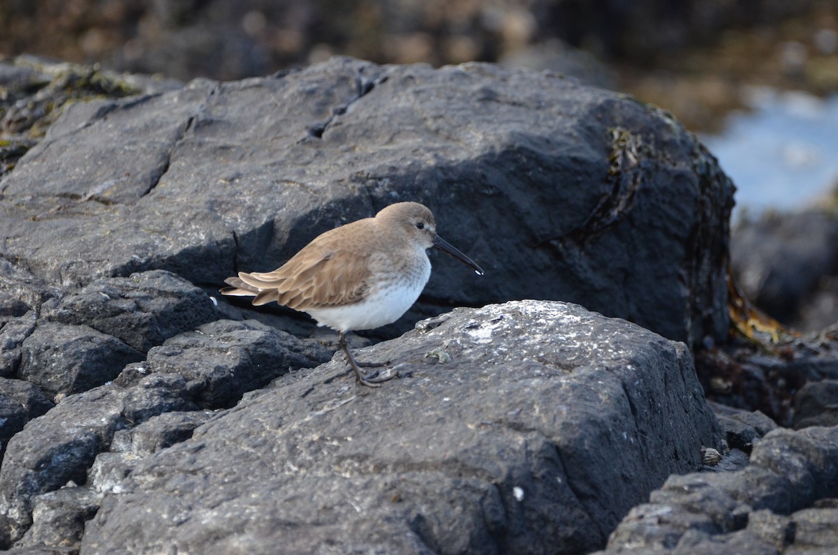 Alpenstrandläufer - ML543543981