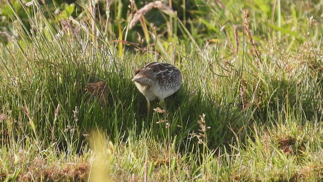 Magellanic Snipe - ML543545221