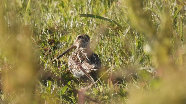 Magellanic Snipe - ML543545231