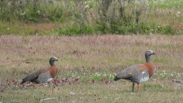 Ashy-headed Goose - ML543545651