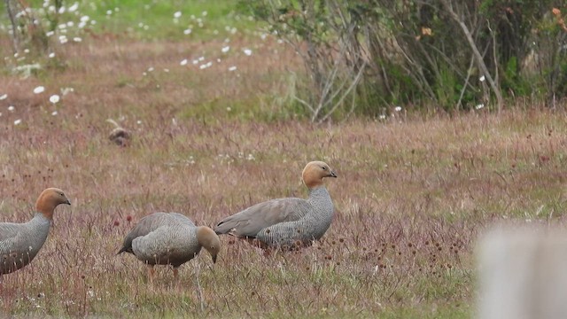 Ruddy-headed Goose - ML543545701