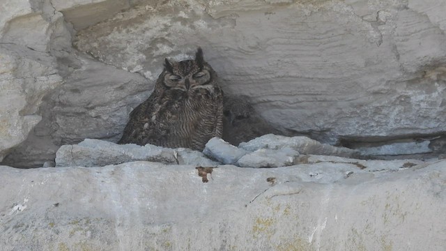 Lesser Horned Owl - ML543546641