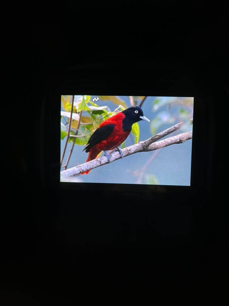 Maroon Oriole - ML543549631