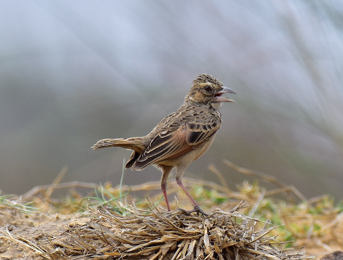 Bengal Bushlark - Arindam Roy