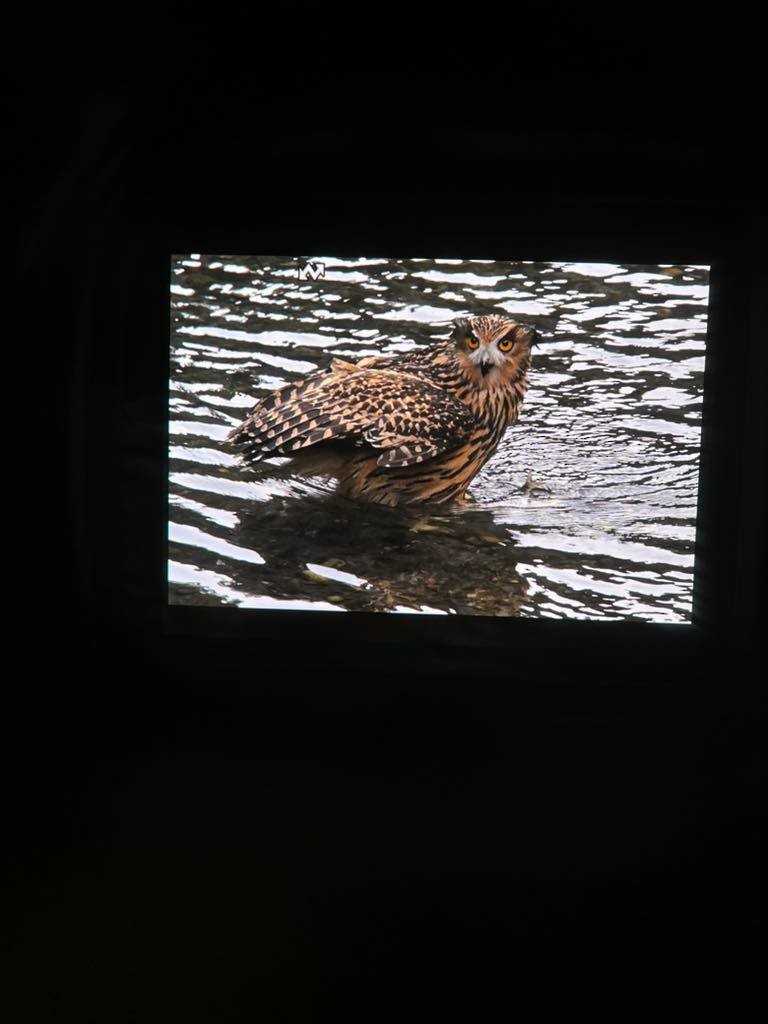 Tawny Fish-Owl - ML543551361