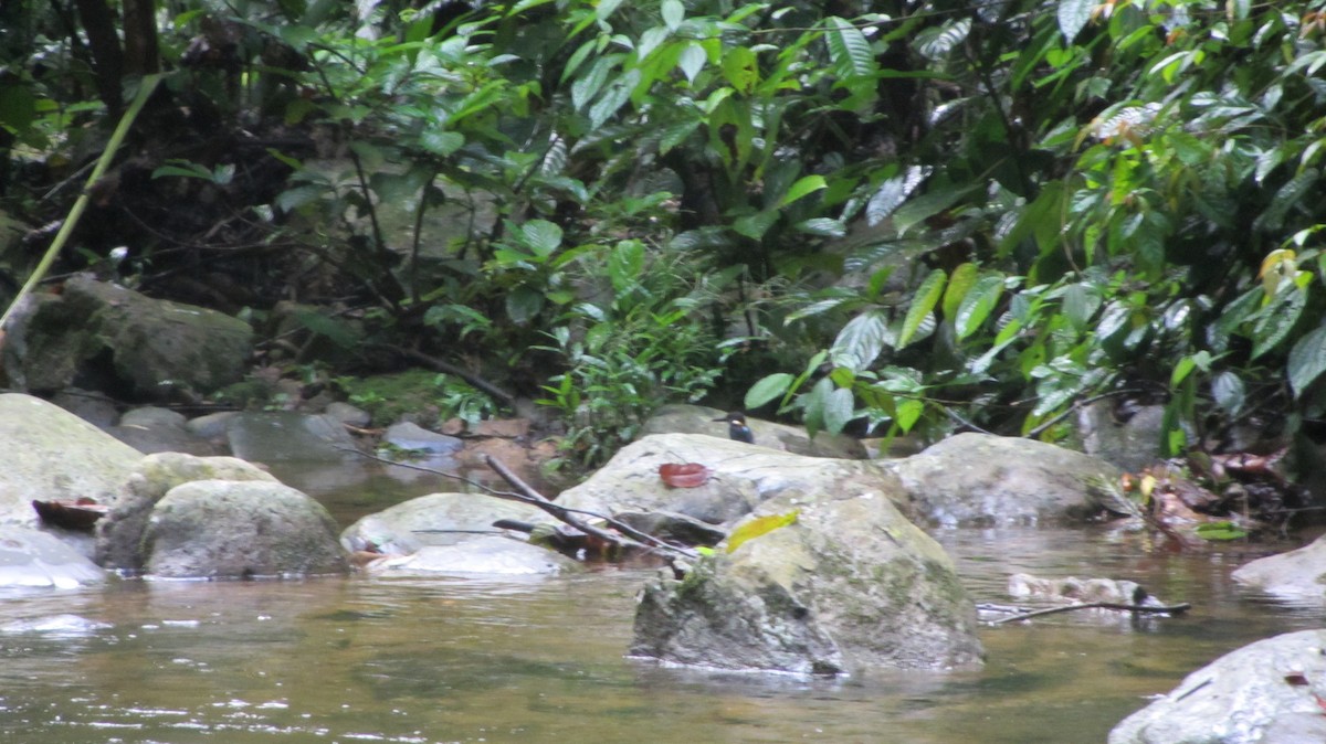 Martin-pêcheur méninting - ML54355291