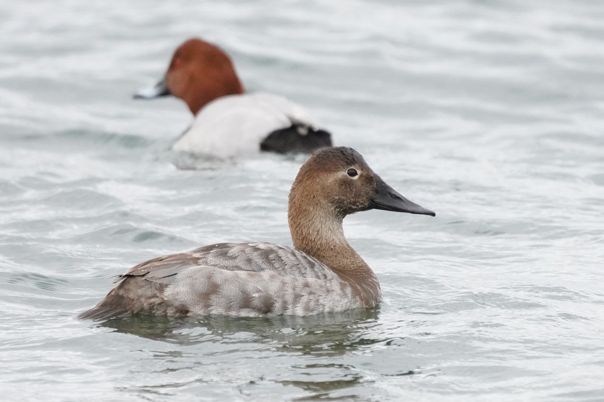 Canvasback - ML543553261