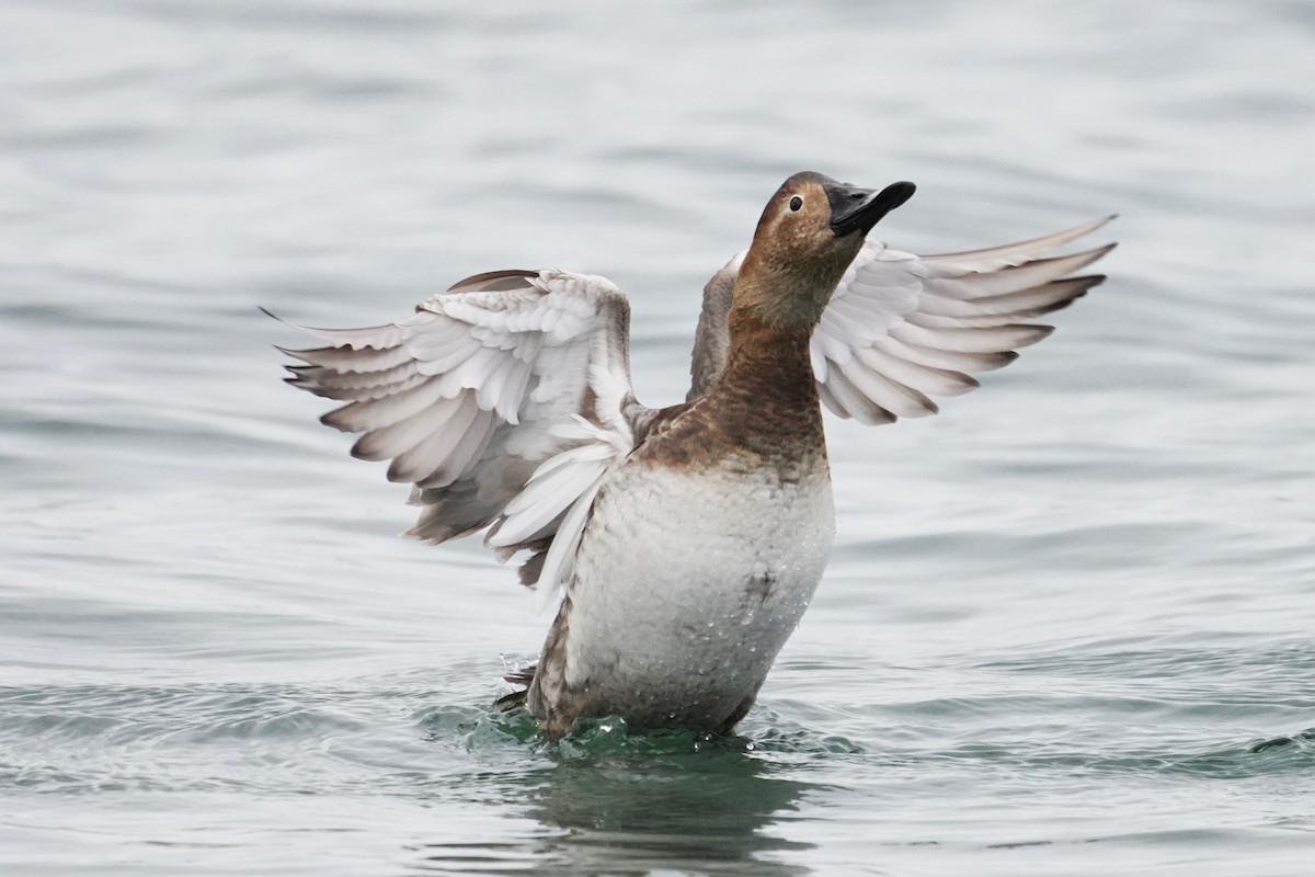 Canvasback - ML543553351