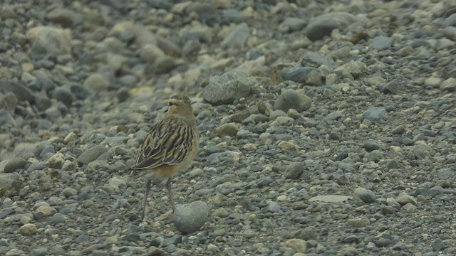 Tawny-throated Dotterel - ML543553961