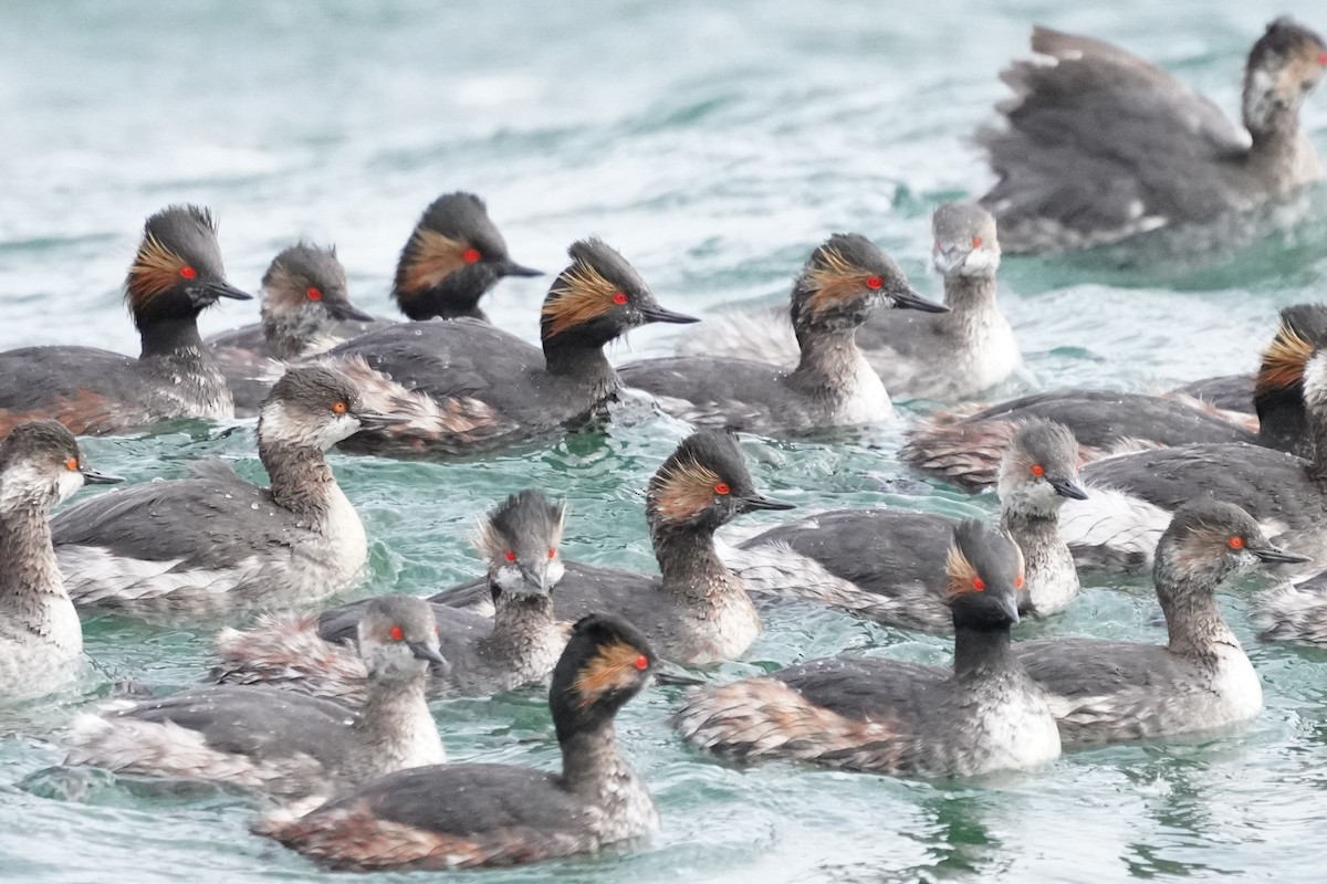 Eared Grebe - ML543554041