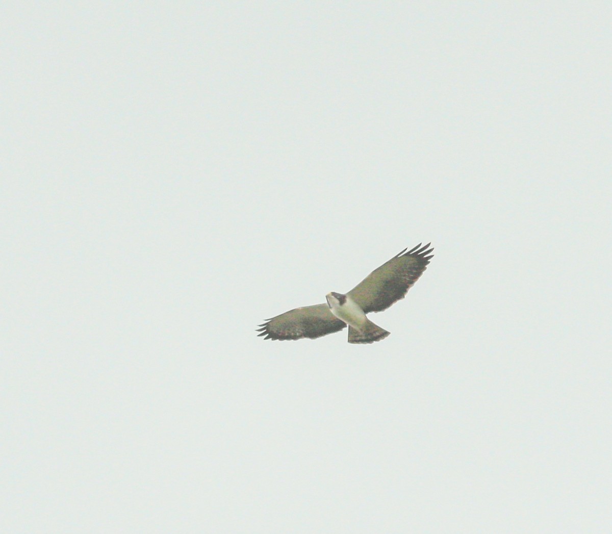 Short-tailed Hawk - ML543554051