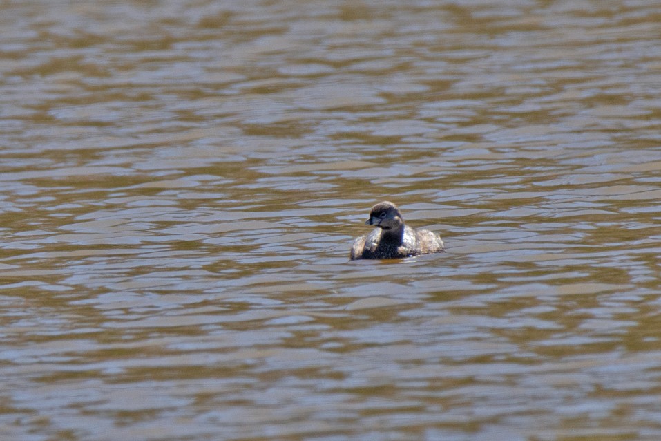 Pied-billed Grebe - ML543555401