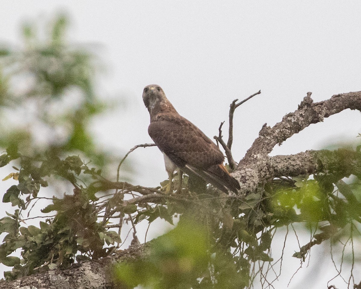 Red-necked Buzzard - ML543555561