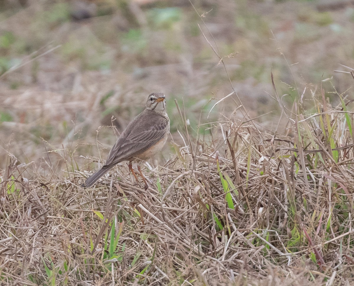 Plain-backed Pipit - ML543555621