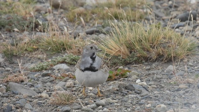 Least Seedsnipe - ML543555631