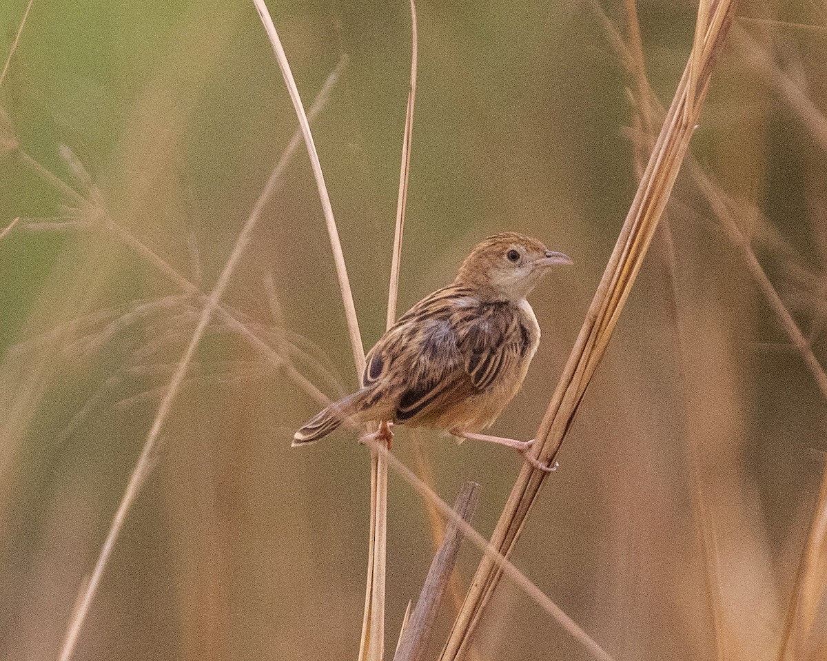 Winding Cisticola - William Price