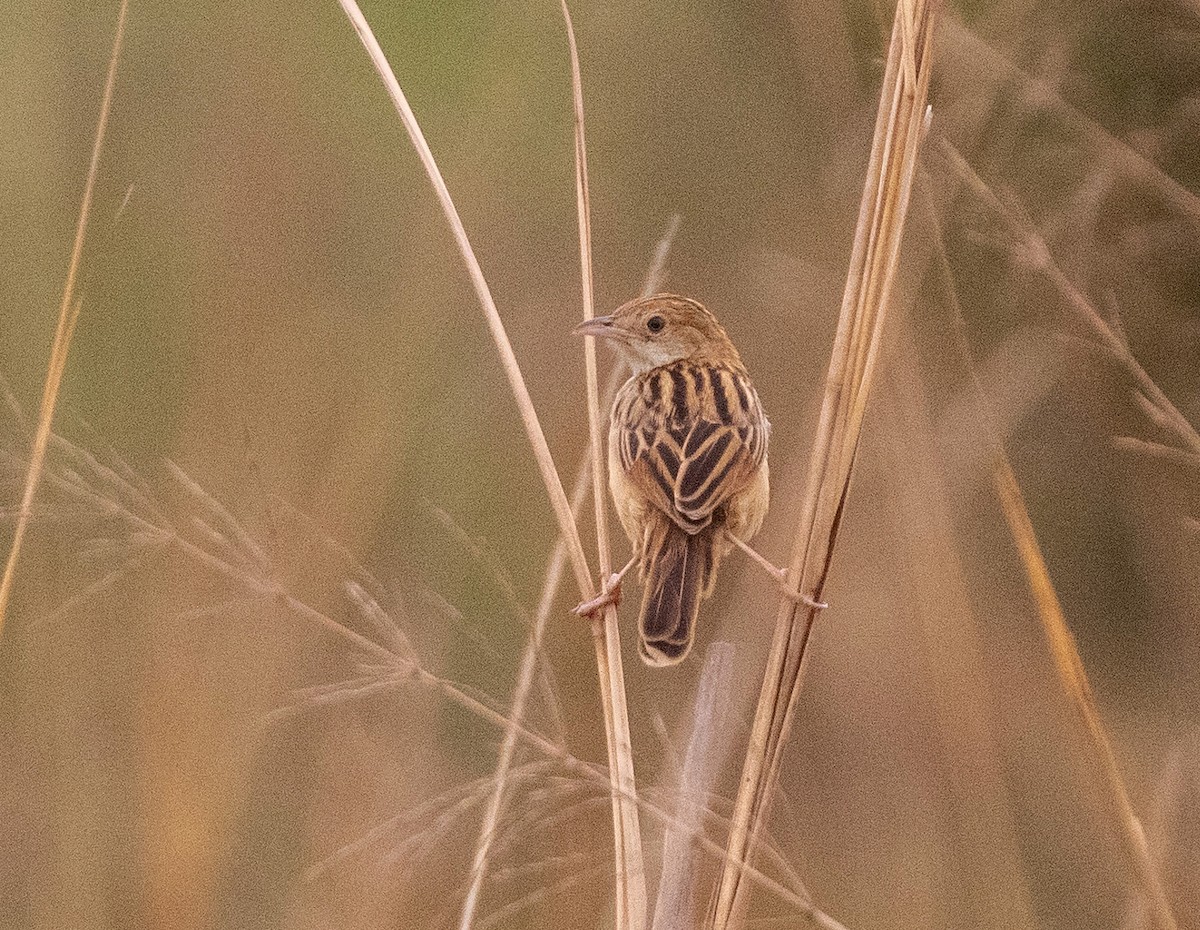 Winding Cisticola - ML543555701