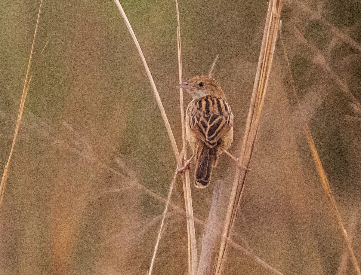 Winding Cisticola - William Price