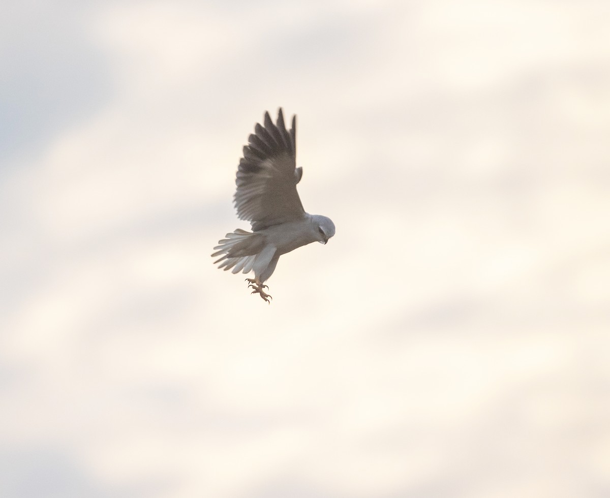 Black-winged Kite - ML543555841