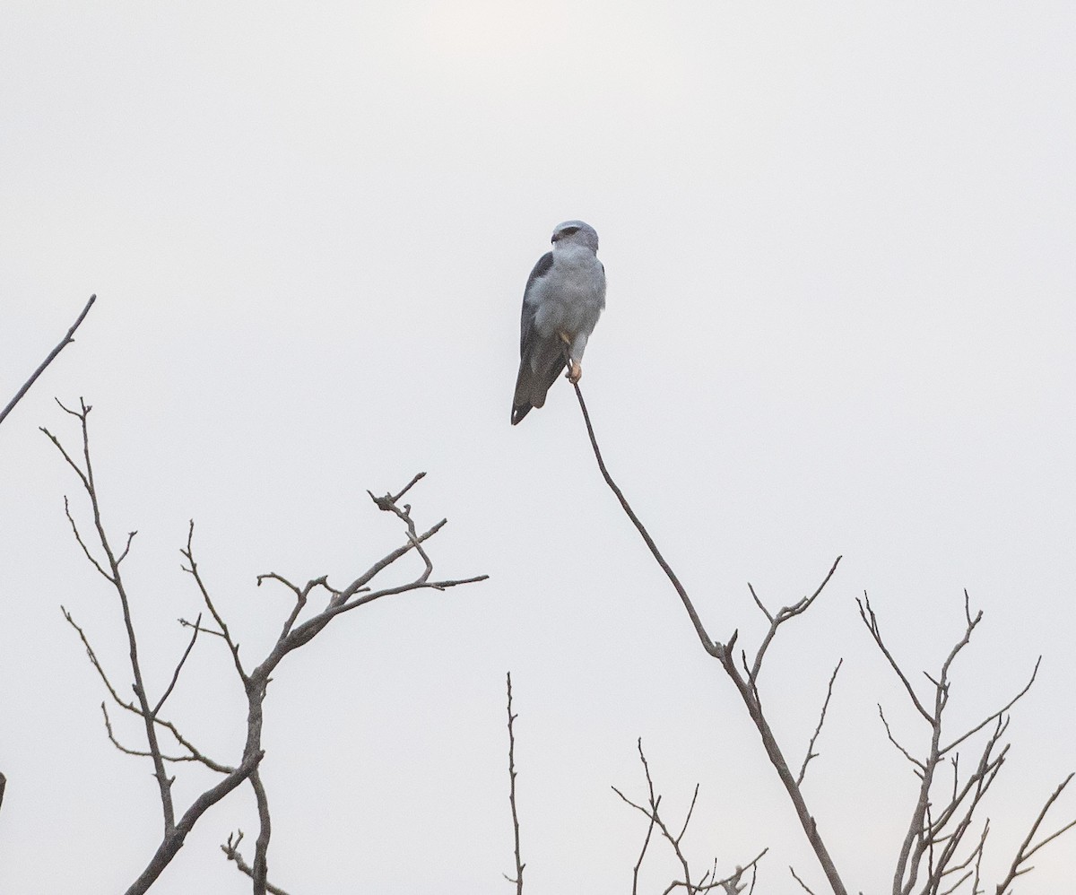 Black-winged Kite - ML543555861