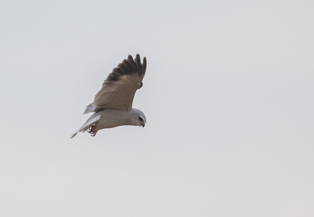 Black-winged Kite - ML543555871