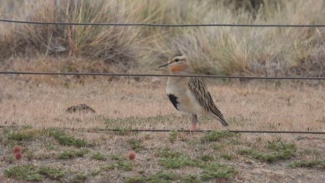 Tawny-throated Dotterel - ML543556021