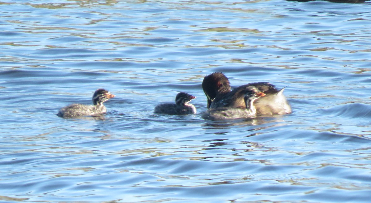 Australasian Grebe - ML543556411