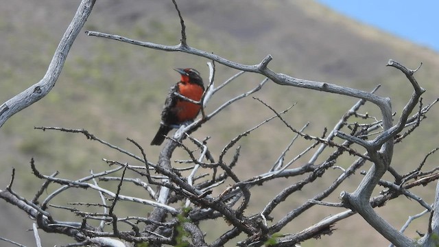 Long-tailed Meadowlark - ML543556831