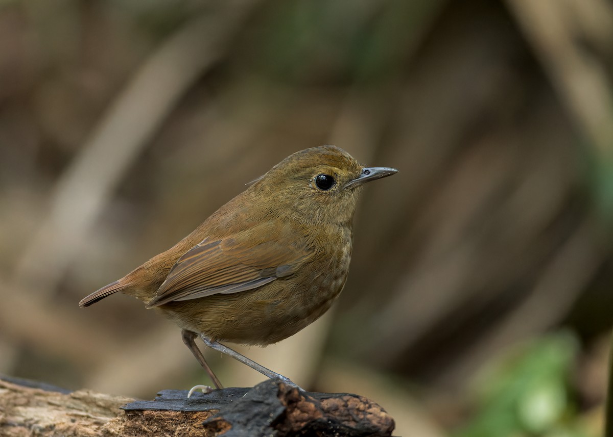 Lesser Shortwing - Pascal De Munck